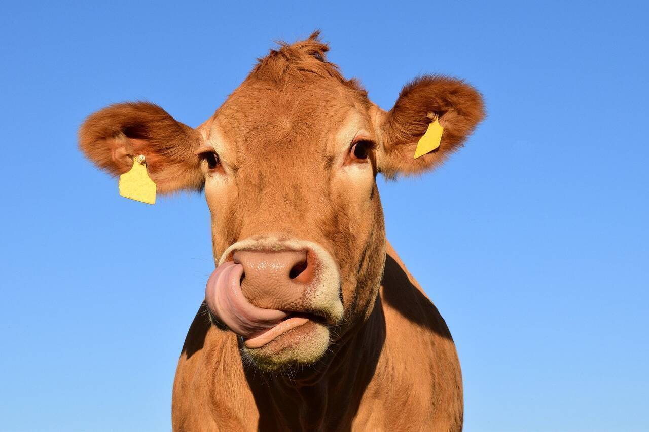 ANRE colectează la vârf oameni din agricultură, iar 8 din 10 români nu știu nici acum ce înseamnă liberalizarea pieței de gaze naturale