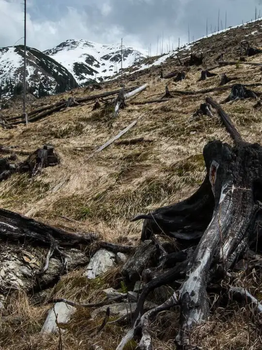 Impadurire Groapele - sursa foto: Fundația Conservation Carpathia