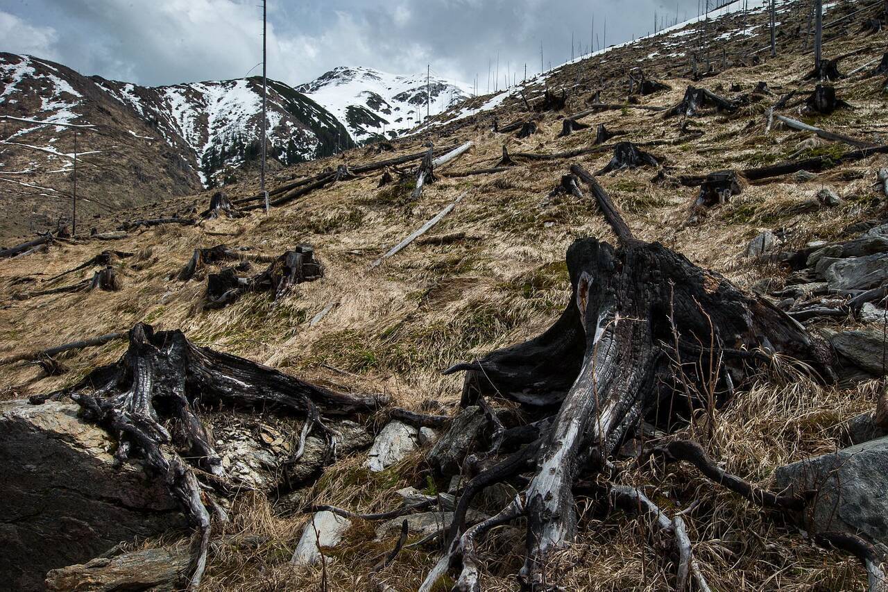 100 de hectare tăiate în Munții Făgăraș vor fi refăcute de către Fundația Conservation Carpathia