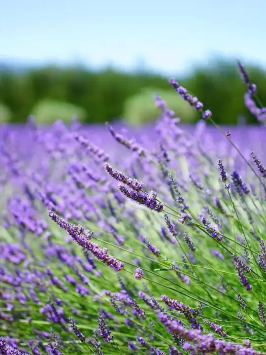 cultura lavanda - Pixabay