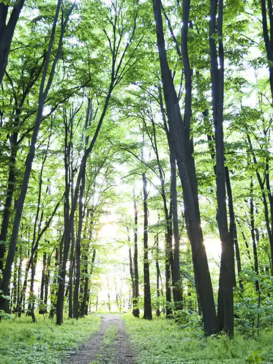 Pădurile magice ale Ilfovului_Împreună pentru Centura Verde_Fundatia Alex Gavan_foto Alex Găvan.jpg